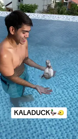 Abangan sa ating youtube channel kung paano natin tinuruan maging duck ang kalapati😁 #kalapatids #bird #parrot #murillobros 