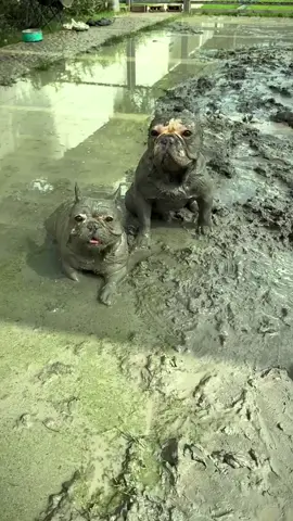 Mud is so fun#fyp #sillydog #frenchbulldog