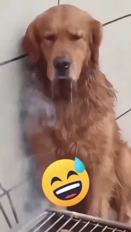 Funny cat and dog 🐕 😄 🤣 🐈 😍 