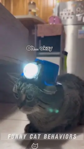 🥰🥰🥰🤣🤣🤣#funnycat #blackcat #cutecat #funnyvideos #kittens #catpeople #kitty #catsoftiktok #funny #catfood 