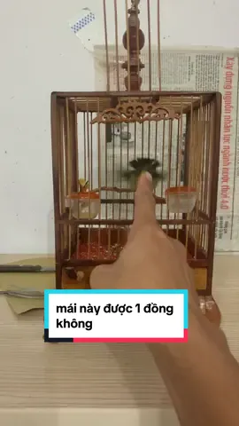 Tao có nghề đấy đừng có giỡn#chimhutmat #huynhnhathuy #thichchimcanh #hutmat5mau #hutmat5maubungtrang #duyruoude 