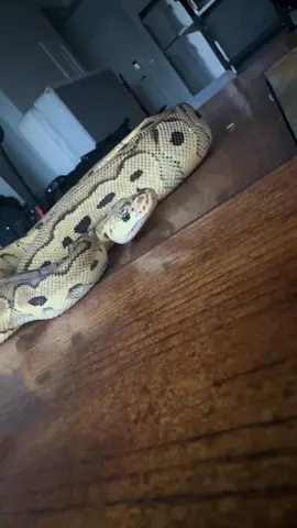 #ballpython #ballpythons #ballpythonmorphs #royal Python #ballpythonsofinstagram #python #pythons #snake #snakes #snek #reptile #reptiles #reptilesofinstagram #reptilelover #reptilekeeper #pet #pets #daily #instagram #tiktok #reels #cute #fun #happy #ballpythonsoftiktok #boise #idaho 