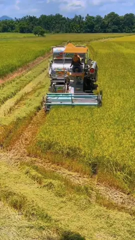 rice harvesting machine #agriculture #farming #harvesting 