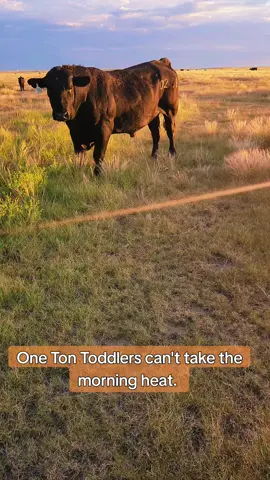 Here's your Friday motivation fuckers. #eatbeef #agtok #cowtok #rancher  #ranching #livestock #cattle #agriculture #calves #cowcalf #cows #beef #fyp #foryou #foryoupage #fypシ゚viral #fypage #foryoup #angus #bulls 