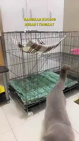SANGKAR KUCING BESAR 1 TINGKAT PLATFORM BESAR LARGE CAT CAGE  #Sangkarkucing #sangkarkucingbesar1tingkat #sangkarkucingbesar #sangkarkucing3tingkat #catcage #makanankucing #makanankucingmurah #oyennakal #kucingtiktok #fyf #onychashop #hardwareshop 