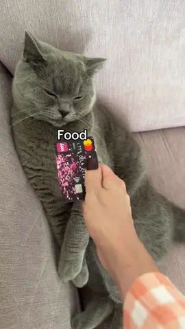 Good job she’s worth it 💳 😻#relatable #britishshorthair #catsoftiktok #mittensthebluecat #cutecat 
