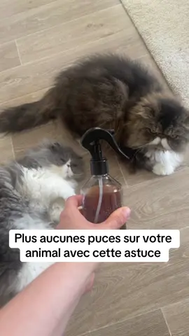 Pour les chats et chiens #astuce #tutorial #puce #chat #chien #lifehacks #repulsif 