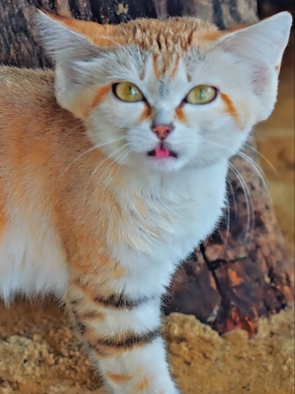 Meet the sand cat, a tiny desert dweller perfectly adapted for life in the hottest places on Earth. These cats are rarely seen but incredibly skilled hunters. Fun Fact: Sand cats can go long periods without drinking water, getting most of their  moisture from their prey! #SandCat #DuneCat #DesertWildlife #NatureFacts #WildcatWednesday