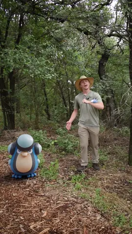 Getting Snuggly with Snom!🐛❄️ Hey guys, hope y’all enjoyed! Snom was so fun to film with it was a little hard letting him return back to his trainer! Either way as a Texan I think I’ll be done with the snow and ice types for a bit, warm and sunny is where it’s at! As for other updates from em we are selling conservation patches now along with the shirts, so check that out, and I also have a Ko-Fi now if y’all want to support! Thanks for all the love, we’ll catch y’all again soon! -Josh+Palpitoad🐸 #tiktok #pokemon #biology #education #pokémon #snom #vfx #galar #bug #icetype #wildlife #arthropod #entomology #pokemongo #pokemonirl #tiktokviral 