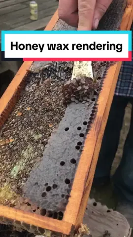 Honey wax rendering ASMR 🐝🍯…! . . . #foodreview #streetfood #Foodie #bestfood #foodcooking #foodhacks #foodmarket #bbqfood #foodspot #ukfood #londonfood #americanfood #nycfood #losangelesfood #chinesefood #turkishfood #mexicanfood #italianfood #travel #fyp 