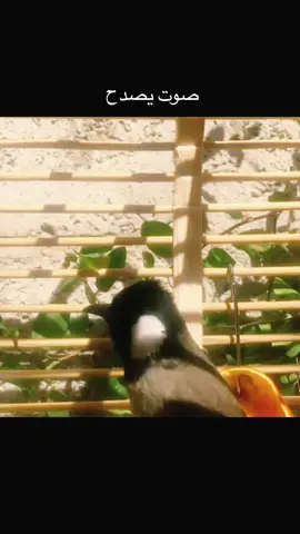 #صوت #صوت_بلبل #بلابل_العراقيه #بلابل_طفرات #بلبل_عراقي_ابيض_الخدين #بلبل_تمر_أليف #بلبل_عراقي #تغريد_بلبل #اليف #بلابل_ابيض_الخدين #ذكاء_اصطناعي 