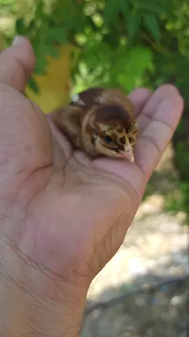 BABY CHICKENS SINGING BEAUTIFUL SONG #chick #chicken #ASEEL #CHICKS #viral #trend #foryou #PETS 