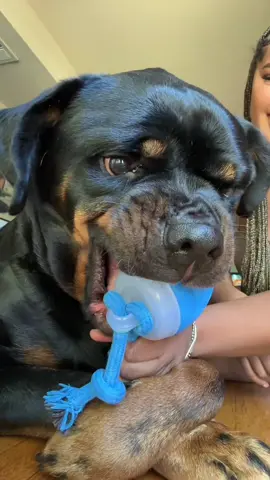 NAH THIS WAS TOO FUNNY 🤣😭 #rottweiler #rottweilersoftiktok #PetsOfTikTok #rottie #rottiesoftiktok #rottweilerpuppy #rottweilerlife #rottweilerfamily 