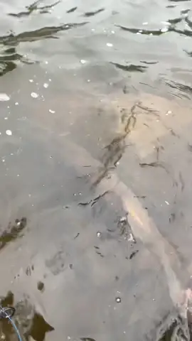 Goodbye Mr. Musky. #fish #fishing #fishtok #shorelineanglers #musky #muskyfishing