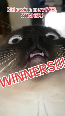 arE YOU: @Melanated_mogul @serrettastyle @Alex P Kitten 🍉 ?? IF NOT KEEP PLAYING OR LINK IN BIO FOR MERV STUFF I LOVE EVERY1 EQUAL EXCEPT CHARALS I LOV  U SO MUNCH