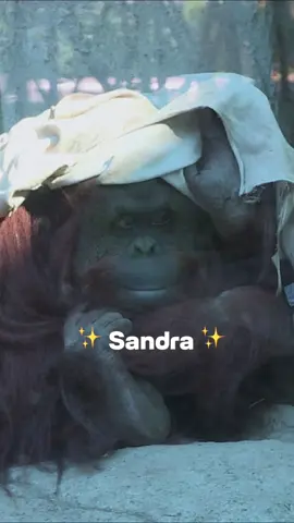 La historia de Sandra 🦧 Esta orangutana pasó la mayor parte de su vida en un zoológico de Buenos Aires. Pero estando allí, un grupo de personas se movilizó para conseguir algo que Sandra no podía obtener por sí misma: su libertad. En 2019 un tribunal la declaró 