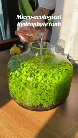 Do you want one?#foryou #foryoupage #aquariums #fishtoks #fishtoks 