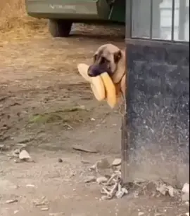 üzgün köpek direniyorum acılarına yine dünya 