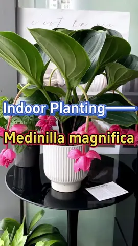 medinilla magnifica #garden #plants #homegarden #gardening #houseplants #indoorgarden #indoorplants #flowers #medinillamagnifica 