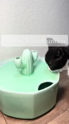 Did you know that running water encourages cats to drink more water. Needless to say the kittens are a fan and hydrated. ✨ #waterfountain #happyandpolly #catwaterfountain #catsoftiktok #fypシ゚viral #tiktokshop 
