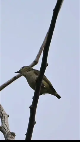 Cabe Gunung #burung #bird #kicau #kicaumania #foryou #foryoupage #fyp 