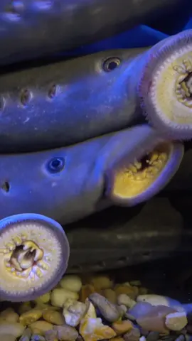 They’re baaaaack  25 Pacific lamprey arrived at the zoo this week as part of a tribal-led effort by the Confederates Tribes of the Umatilla Indian Reservation. The eel-like ancient fish will live at the zoo through the winter and be returned to the wild when they’re ready to spawn.  #fish #animals #teeth #cute 