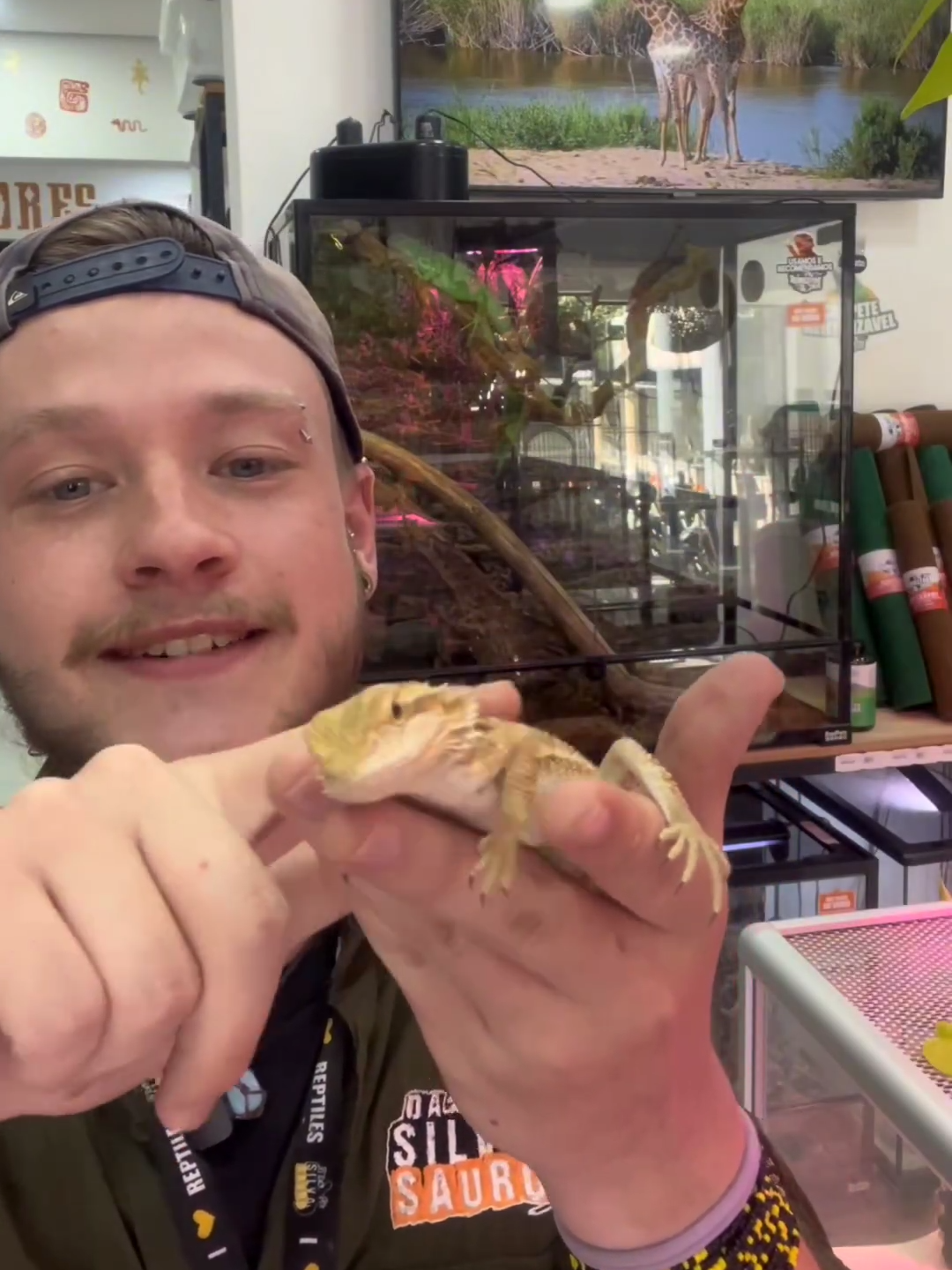 A dúvida de muitos que estão comprando um réptil pela primeira vez. ✨ www.dasilvasauro.com.br A maior loja do Brasil especializada em répteis, aves, roedores e mamíferos em geral. 🐍🦜🦎🐢🦔🦉🦝🐹🐦🐀🐰 #ferret #animais #animals #pet #meupet #vet #bio #nãoconvencionais #animaisfantasticos #dasilvasauro #campinas #saopaulosp