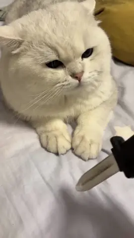 #cat #funny #fyp #foryou #catsoftiktok #tiktok #funnycat #funnycats 