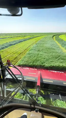 #عبدالباسط_عبدالصمد #القران_الكريم #القران_الكريم_راحه_نفسية #fypシ゚vira 