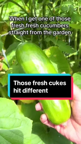 Cukes from the garden just hit different. #garden #gardenhumor #cucumber #growyourownfood #organic 