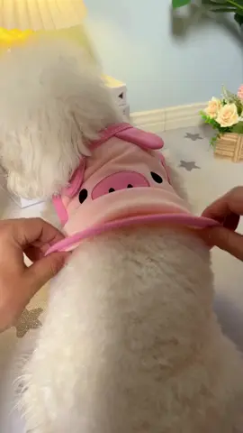 Áo hình heo và cún cute cho bé yêu của bạn 🐶 #quanaothucung #quanaothucungcute #quanaochomeo #dogbath #cunyeu #fyp #dog #pet #poodle #cute #bunquystoc 