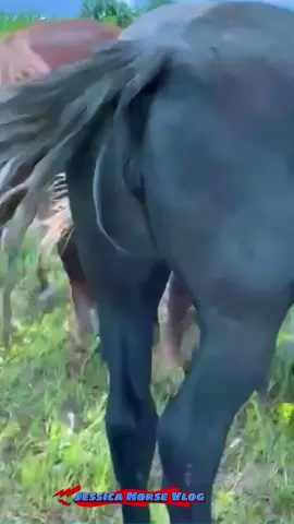Horse in romantic mode and horce meeting । #horsemeeting #horsebreeeding #horselovers #fyp #tiktok #horselovers #meetinginground #newmeeting #horseromantic