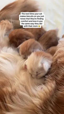 Kanga is the hardest working biscuit maker #cat #kitten #mainecoon #catbiscuits #cattok #kittentok #cattok #foryou #fyp 