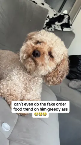 he know exactly what I be saying lol #fyp #dogsofttiktok 