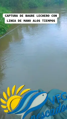 #pesca #de #bagré #lechero #pesca #en #la #selva #de #Ecuador  #pesca #con #amigos #y #familia  #viral #full #pesca 