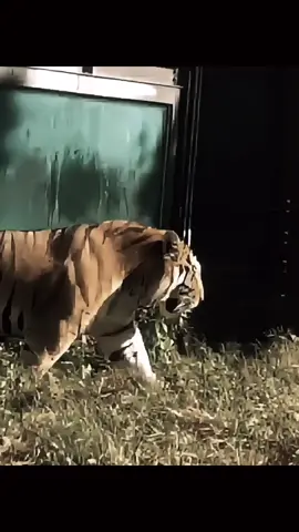 Siberian Tiger Muscles in Capitivy and in the wild #wildphotography #wildlife #wildanimals #tigerking #viral #fyp #animals #animal #tiger #siberiantiger #foryou #foryoupage 