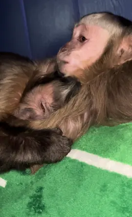 Nothing loke cuddling up to watch a movie. 🥰 #cutebabyanimals #capuchinmonkeys #monkeysoftiktok 