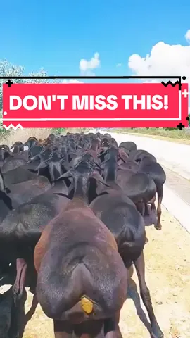 #animals 