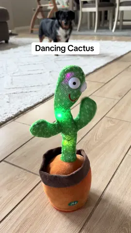 You need a dancing cactus in your life #dancingcactus #dancingcactus🌵🌵🌵❤️❤️❤️ #familytok #pettok #fypシ゚viral #fypage #tiktokshop #fun #funnytoy #funtoy #dealsforyoudays 