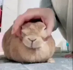 yeah #2 #bunny #fatandstupid fat stupid bunny so fat and gluttonous