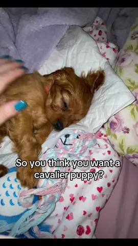 Not for the weak 😫 proud survivor of both the puppy stage and terrible twos. My back hurts just watching this😭 if i ever consider getting another pup please show me this video x #cavalier #kingcharliescavalier #cavvie #dogsoftiktok #rubycavalier #cavalierpuppy #rubypuppy #puppy #puppystage #terribletwos #teenagedog #tricolour #tricolourcavalier 