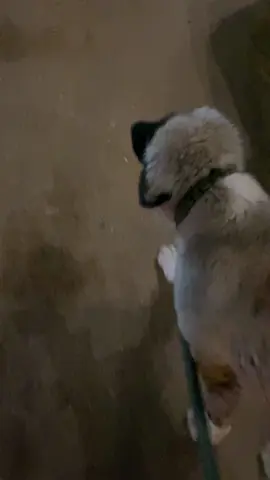 #DARK_SAYS  #dogsoftiktok #fyppoppppppppppppppppppppppp #fyp #كلبي #foryou 