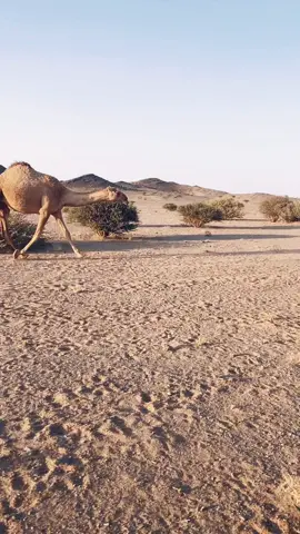 #حرش_العراقيب 