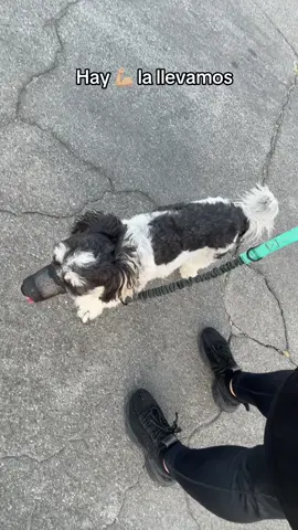 Aprendido a caminar con mi amor hay la llevamos 💪🏼 #fyp #dogs #PetsOfTikTok #zeus #miamor 