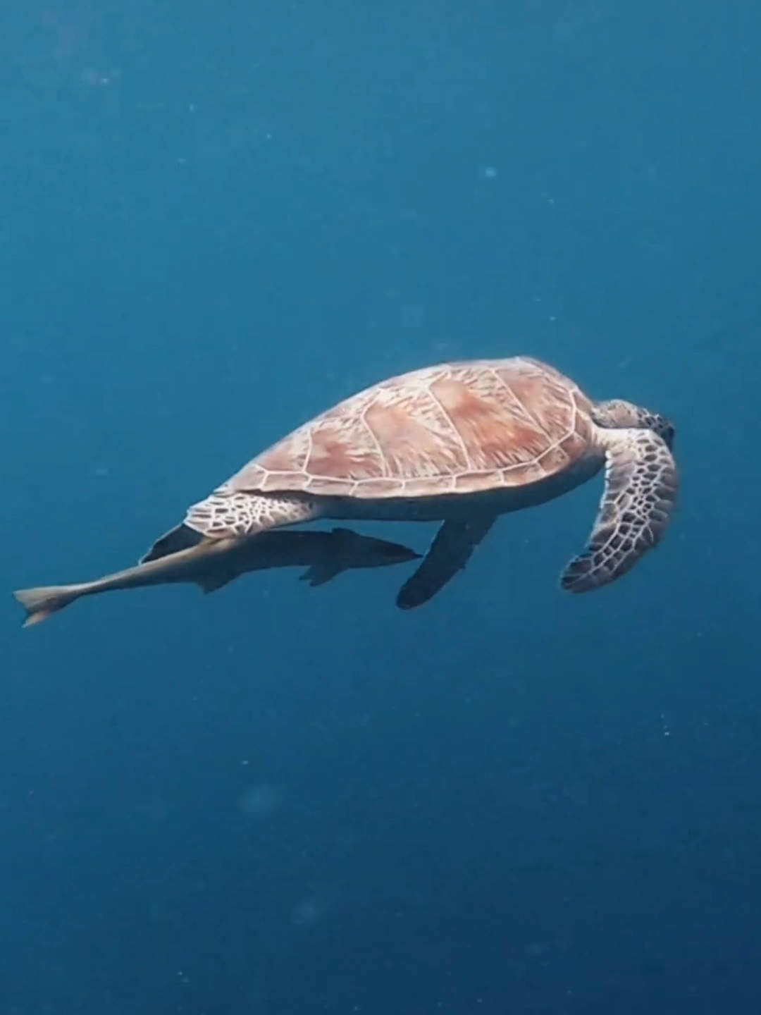 Rare Sea Creatures Caught on Camera #deepsea #fishes #caughtoncamera #northsea #northernsea #bigwaves #waves #scary #ocean #dangerous #sharks #shark #viral #foryou #fypツ