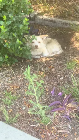 One of those areas in muscoy 😥 So many dumped right there  He sat waiting at a park for several days  Today tractors and all kinds of activities happening  So he wasn’t there  I spotted him sleeping in bushes though Our precious animals daily battle to survive 💔 For this guy you can see in his sleepy eyes  He knows he’s safe 🐾 #dreamfetchersprojectrescueteam http://www.dreamfetchers.org/dreamfetchers.org/DF_Donations.html https://www.paypal.com/donate/?hosted_button_id=JUQ82ZABQ6EDE For overall expenses,equipment: https://venmo.com/u/FAITH-Easdale