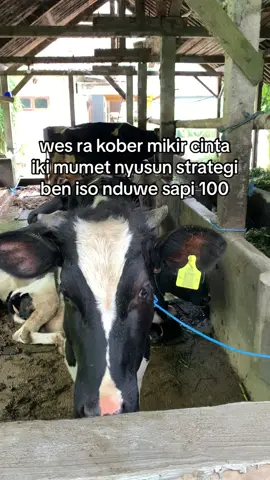 🗿🗿#peternakmuda #tukangngarit 