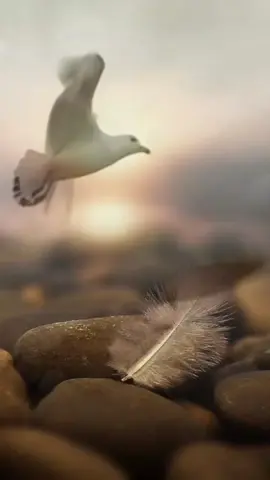 #سبحان_الله_وبحمده_سبحان_الله_العظيم 