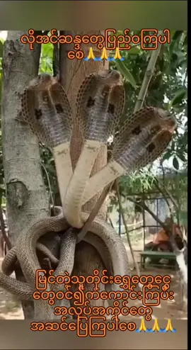 #myanmartiktok🇲🇲🇲🇲2024 #သတ္တဝါအားလုံးပျော်ရွှင်ချမ်းမြေ့ကြပါစေ #