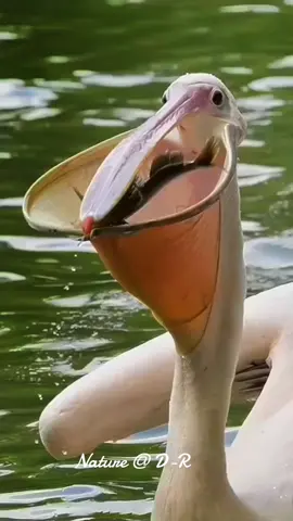 Beautiful Nature #bird #nature #viral #Love #fyp #foryou #foryoupage 